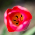 Tulips in DC-8